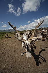 �������� ����� (Rangifer tarandus) �������� ����������, ������� �����, ����, ������