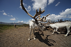 �������� ����� (Rangifer tarandus) �������� ����������, ������� �����, ����, ������
