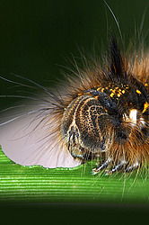 ��������� ������� �������� ������ �������