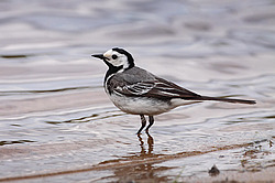 ����� ���������� (Motacilla alba ) - �������� �����. ������������ ����������