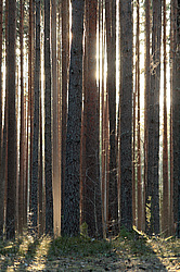 ��������� ����������� ������������� �����. �����. ��� 2013