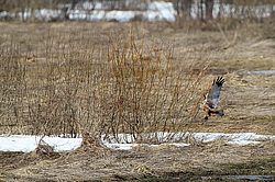 �������� ���� (Circus aeruginosus) ������������ ����������, ����� 2013
