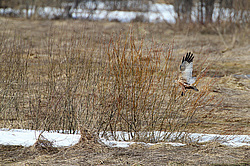 �������� ���� (Circus aeruginosus) ������������ ����������, ����� 2013