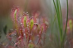 ������� ���������� (Drosera anglica) �������� ����������� ������������� �����. ���� 2012