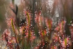 ������� ���������� (Drosera anglica) �������� ����������� ������������� �����. ���� 2012