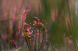 ������� ���������� (Drosera anglica) �������� ����������� ������������� �����. ���� 2012