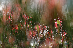 ������� ���������� (Drosera anglica) �������� ����������� ������������� �����. ���� 2012
