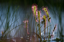 ������� ���������� (Drosera anglica) �������� ����������� ������������� �����. ���� 2012
