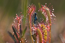 ������� ���������� (Drosera anglica) �������� ����������� ������������� �����. ���� 2012