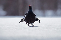 ������� (Lyrurus tetrix), ���. ���������� ������������ ���, ������