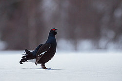 ������� (Lyrurus tetrix), ���. ���������� ������������ ���, ������