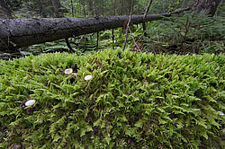 ���������� ������� ������� ����, �� �������������� ����������� ��������, ���������� ������������ ���, ������