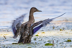 ������ (Anas platyrhynchos) ���������� ������������ ���, ������