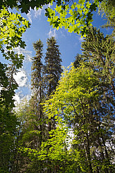 ���������� ������� ������� ����, �� �������������� ����������� ��������, ���������� ������������ ���, ������