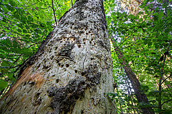 ���������� ������� ������� ����, �� �������������� ����������� ��������, ���������� ������������ ���, ������