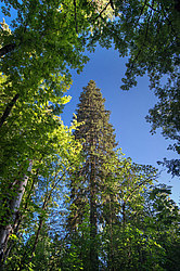 ���������� ������� ������� ����, �� �������������� ����������� ��������, ���������� ������������ ���, ������