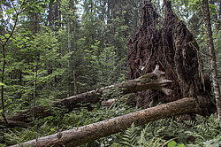 ���������� ������� ������� ����, �� �������������� ����������� ��������, ���������� ������������ ���, ������