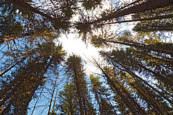 ���������� ������� ������� ����, �� �������������� ����������� ��������, ���������� ������������ ���, ������