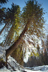 ���������� ������� ������� ����, �� �������������� ����������� ��������, ���������� ������������ ���, ������