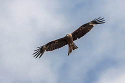 ׸���� ������ (Milvus migrans) ���������� ������������ ���, ������