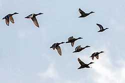 ������ (Anas platyrhynchos) ���������� ������������ ���, ������