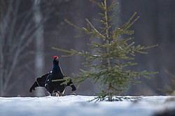 ������� (Lyrurus tetrix), ���. ���������� ������������ ���, ������