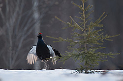 ������� (Lyrurus tetrix), ���. ���������� ������������ ���, ������