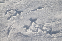 ������� (Lyrurus tetrix), ���. ���������� ������������ ���, ������