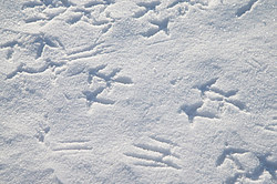 ������� (Lyrurus tetrix), ���. ���������� ������������ ���, ������