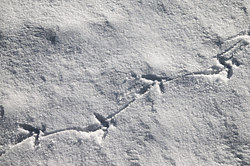 ������� (Lyrurus tetrix), ���. ���������� ������������ ���, ������