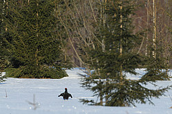 ������� (Lyrurus tetrix), ���. ���������� ������������ ���, ������