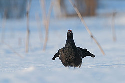 ������� (Lyrurus tetrix), ���. ���������� ������������ ���, ������