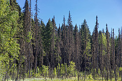 ���������� ������� ������� ����, �� �������������� ����������� ��������, ���������� ������������ ���, ������