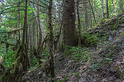 ���������� ������� ������� ����, �� �������������� ����������� ��������, ���������� ������������ ���, ������