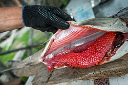 �������� ���� �� ����� - ������� ����, ������������� ����������, ������