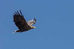 �����-��������� (Haliaeetus albicilla) ������������� ����������, ������