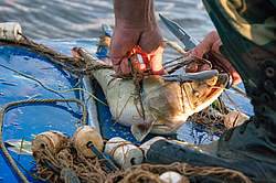 ������ ����������� �����������, ����������� ������������� �����, ������������� ����������, ������