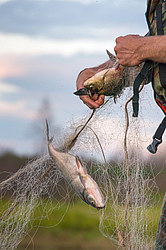 ������ ����������� �����������, ����������� ������������� �����, ������������� ����������, ������