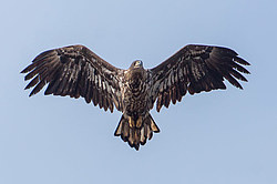 �����-��������� (Haliaeetus albicilla) ������������� ����������, ������