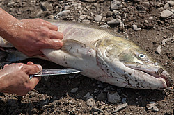 �������� ���� �� ����� - ������� ����, ������������� ����������, ������