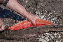 �������� ���� �� ����� - ������� ����, ������������� ����������, ������