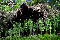 ��������� , ����������-������� �����������, ������