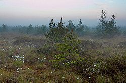 ��������� , ����������-������� �����������, ������