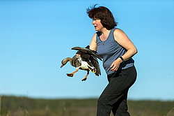 ��������� ���� (Anser albifrons) ����� � ������� �����, ����������� ���������, ����� ���� ����, ����������� �������, ������