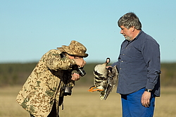 ��������� ���� (Anser albifrons) ����� � ������� �����, ����������� ���������, ����� ���� ����, ����������� �������, ������