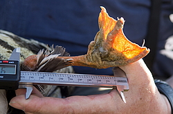 ��������� ���� (Anser albifrons) ����� � ������� �����, ����������� ���������, ����� ���� ����, ����������� �������, ������