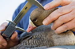 ��������� ���� (Anser albifrons) ����� � ������� �����, ����������� ���������, ����� ���� ����, ����������� �������, ������