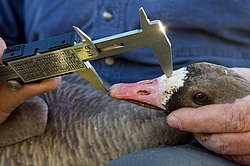 ��������� ���� (Anser albifrons) ����� � ������� �����, ����������� ���������, ����� ���� ����, ����������� �������, ������