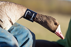 ��������� ���� (Anser albifrons) ����� � ������� �����, ����������� ���������, ����� ���� ����, ����������� �������, ������