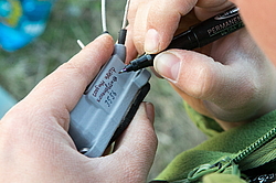 ��������� ���� (Anser albifrons) ����� � ������� �����, ����������� ���������, ����� ���� ����, ����������� �������, ������